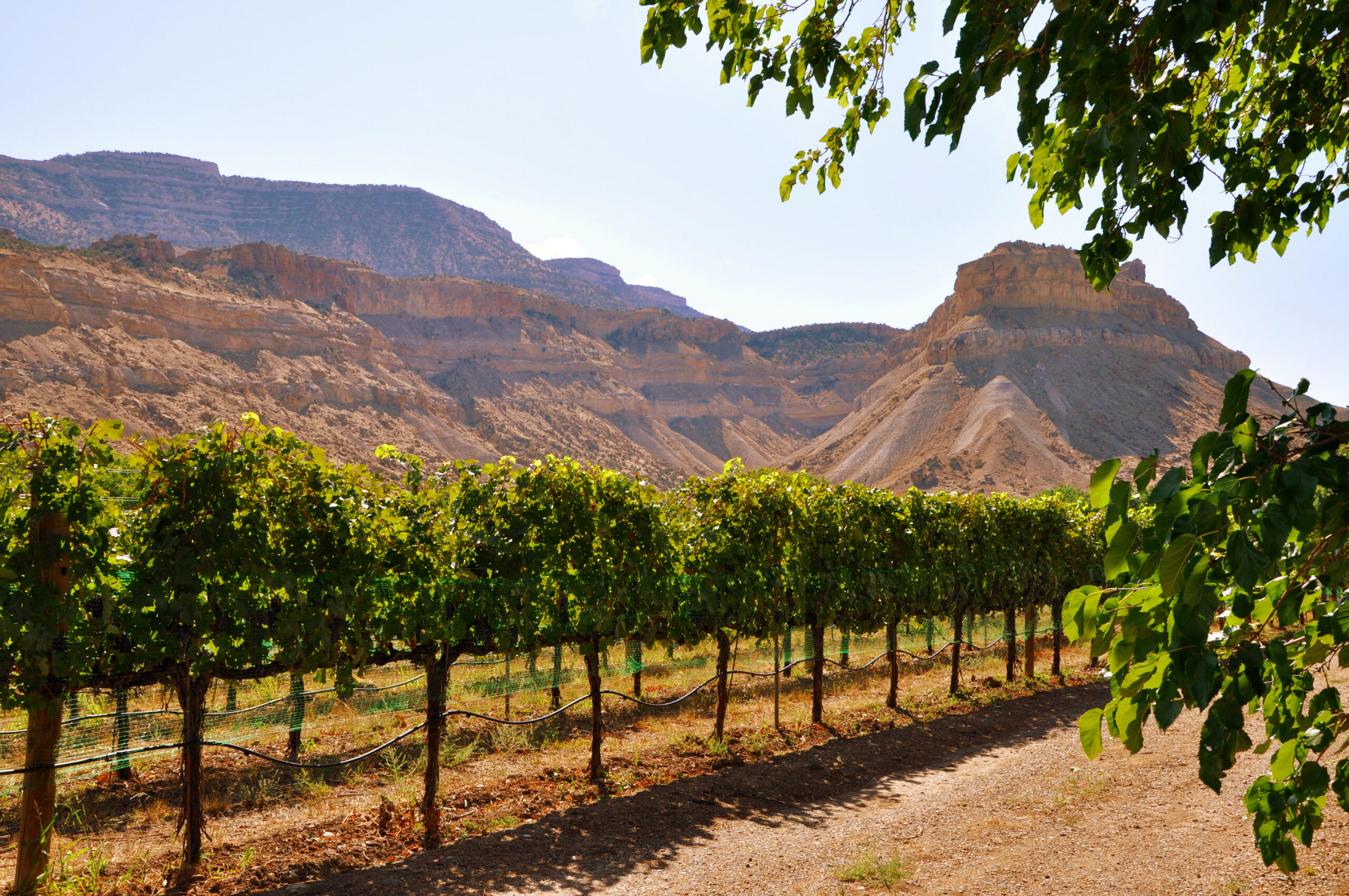 wine tours in northern colorado