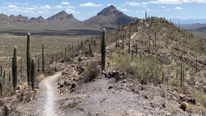 Brown Mountain Loop at Saguaro National Park West