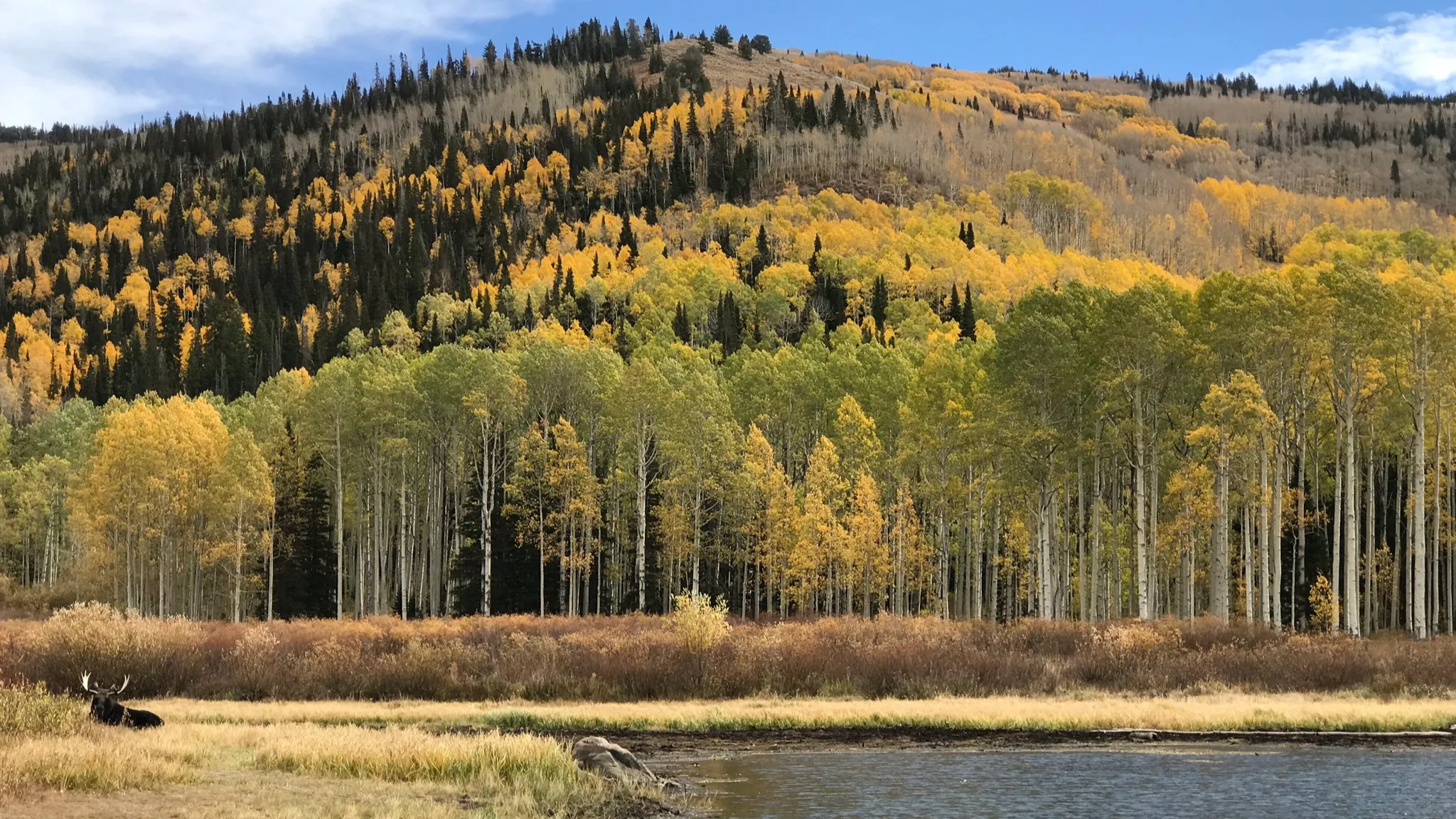 A moose at Willow Lake in Big Cottonwood Canyon in the fall