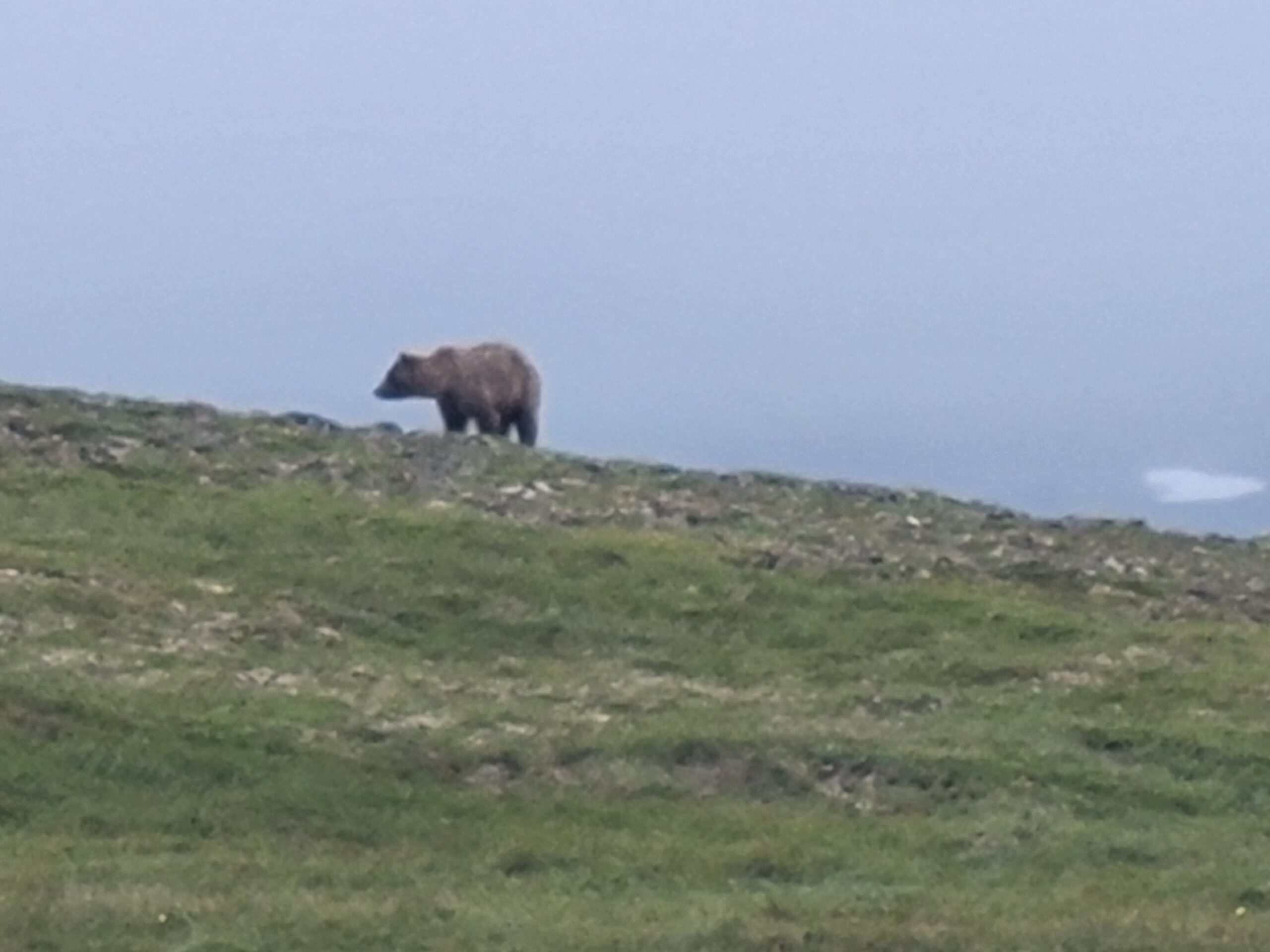 Coastal brown bear (grizzly) in Katmai National Park Alaska Coastal brown bear (grizzly) in Katmai National Park Alaska