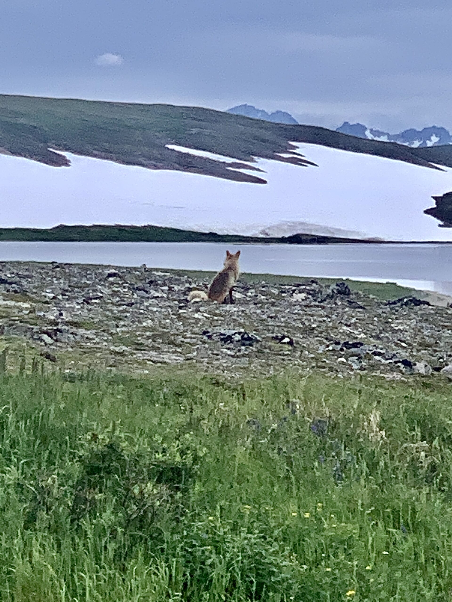 Red fox in Katmai National Park Alaska Red fox in Katmai National Park Alaska