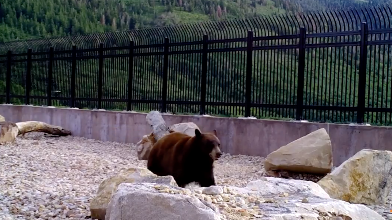wildlife overpass in Parleys Canyon, Utah, prevents vehicle collisions