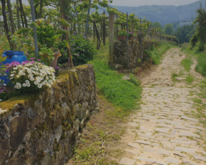 Walking on the Women-Only Adventure on the Camino with the Women's Wine Hiking Society, Arcade to Pontevedra